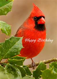 Happy Birthday