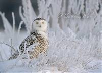 A Birthday Wish